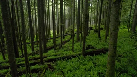 Fly Through Dense Forest Stock Footage 197904362