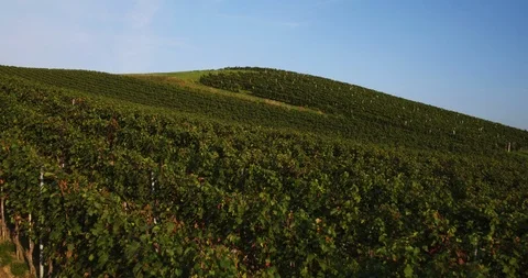 Fly Through Drone Shot A Wine-Lover's Dream Stock Footage 90556689