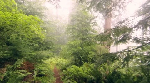 Fly through everygreens 스톡 동영상 49664957