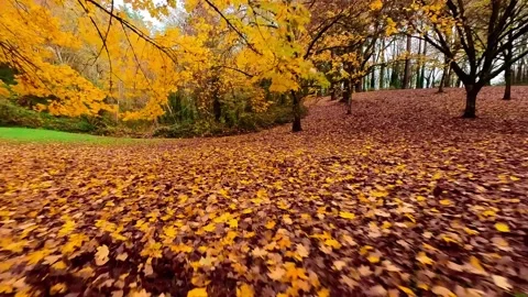 Fly through the fall foliage and the vibrant autumn colors 動画素材 219518613