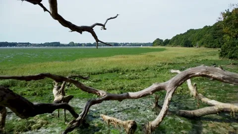Fly through Fallen tree branches on the riverbank Stock Footage 220465045