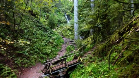 Fly through Forest (drone) Stock Footage 162908488