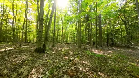 Fly through forest floor Stock Footage 256941408