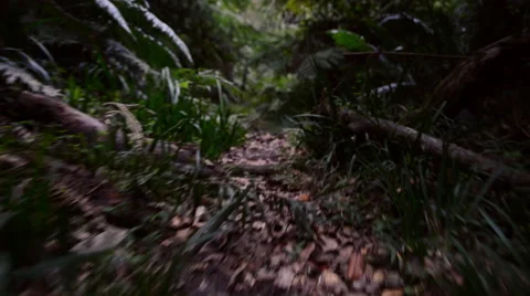 Fly through forest Stock Footage 53083949