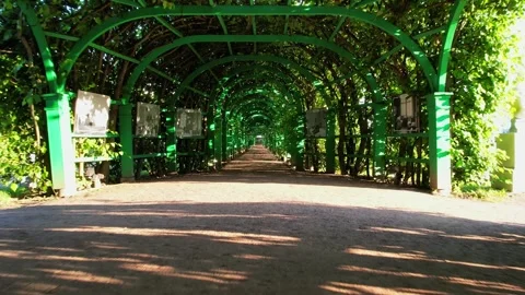 Fly through a green corridor of trees Vidéo 255907581