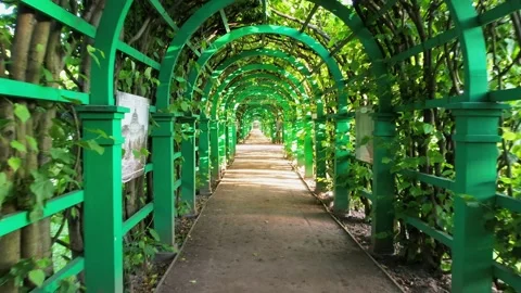 Fly through a green corridor of trees 库存影片 255907774