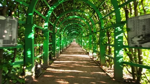 Fly through a green corridor of trees 库存影片 255908081