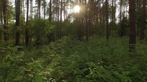 Fly through the green forest with sun rays through the tress Video stock 63654215