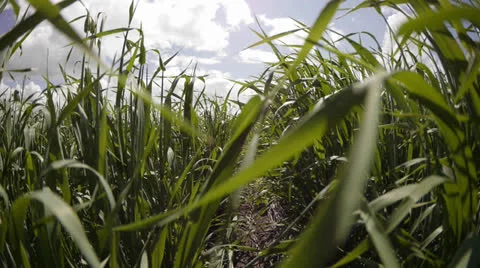 Fly through green grass Stock Footage 25533049