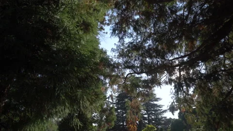 Fly through green trees to the sun Video stock 231562450