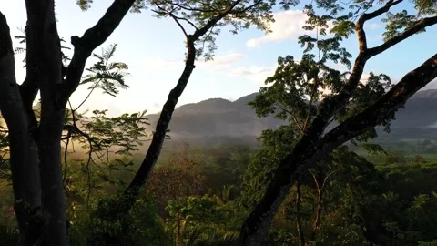 Fly Through Jungle Trees in Sunrise Fog Mountain Valley 스톡 동영상 197178422