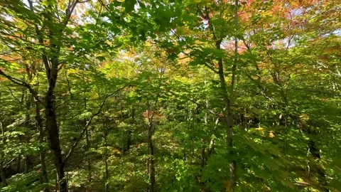 Fly through leaves of maple trees Stock Footage 256941338