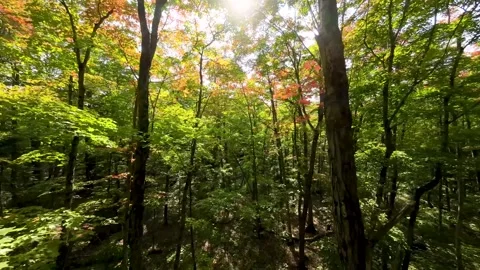 Fly through maple forest mid height Stock Footage 256941460