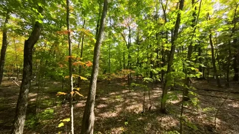 Fly through maple grove Stock Footage 256941474