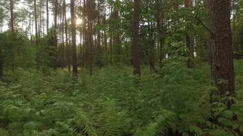 Fly through the misty green forest with sun rays through the tress Video stock 63650461