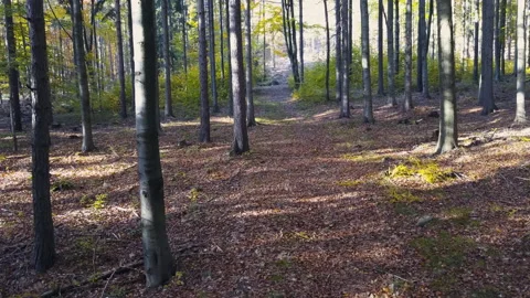 Fly through the mixed forest in autumn at sunset Видео 164399390