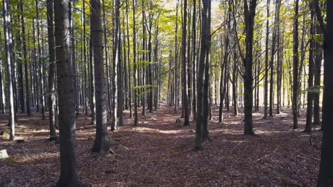 Fly through the mixed forest in autumn at sunset Видео 164399803