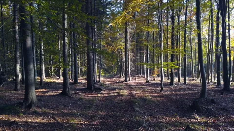 Fly through the mixed forest in autumn at sunset Видео 164401016