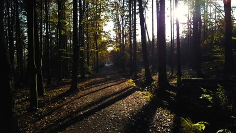 Fly through the mixed forest in autumn at sunset Видео 164401761