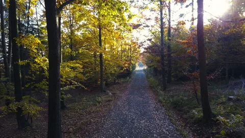 Fly through the mixed forest in autumn at sunset Видео 164402612