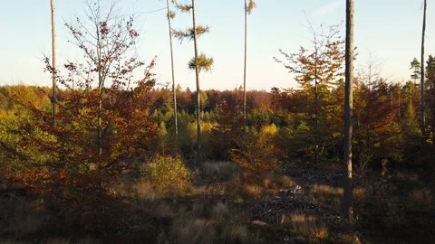 Fly through the mixed forest in autumn at sunset Видео 164403492