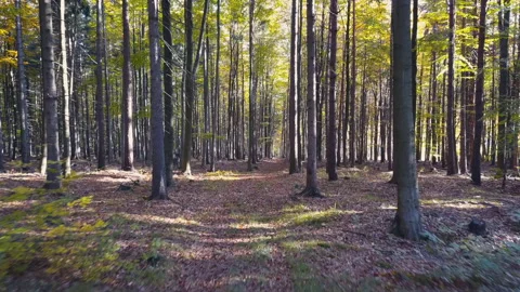Fly through the mixed forest in autumn at sunset Видео 164403685