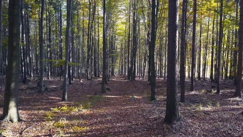Fly through the mixed forest in autumn at sunset Видео 164403829