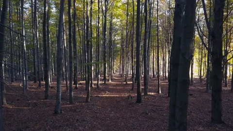 Fly through the mixed forest in autumn at sunset Видео 164409037