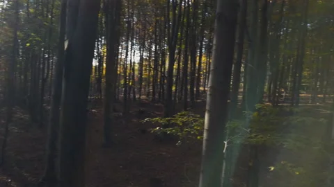 Fly through the mixed forest in autumn at sunset Видео 164410189