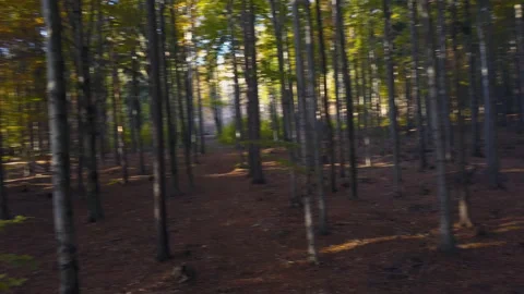 Fly through the mixed forest in autumn at sunset Видео 164410406