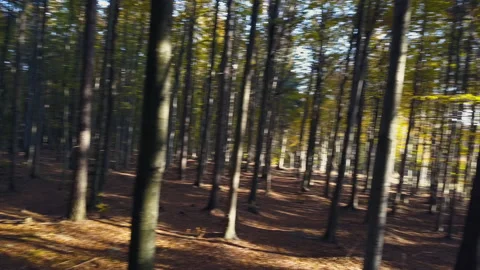 Fly through the mixed forest in autumn at sunset Видео 164410468