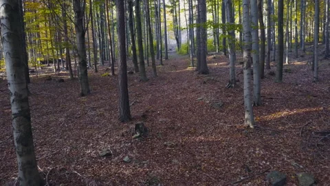 Fly through the mixed forest in autumn at sunset Видео 164410782