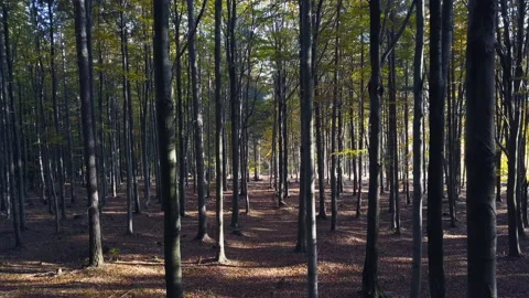 Fly through the mixed forest in autumn at sunset Видео 164411121