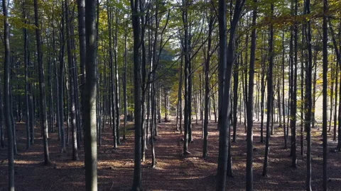 Fly through the mixed forest in autumn at sunset Видео 164411325