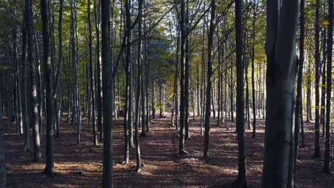 Fly through the mixed forest in autumn at sunset Видео 164411338