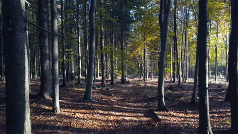 Fly through the mixed forest in autumn at sunset Stock Footage 164412007