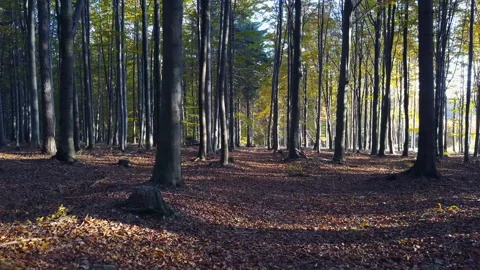 Fly through the mixed forest in autumn at sunset Stock Footage 164413101