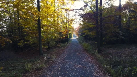 Fly through the mixed forest in autumn at sunset Stock Footage 164413111