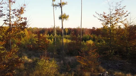 Fly through the mixed forest in autumn at sunset Stock Footage 164413745
