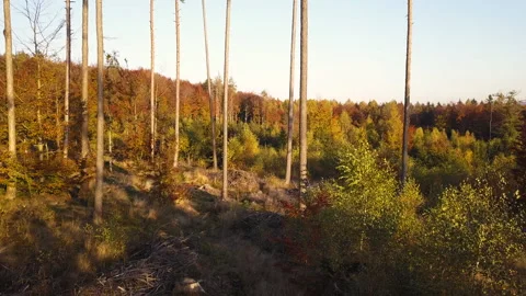 Fly through the mixed forest in autumn at sunset Stock Footage 164414369