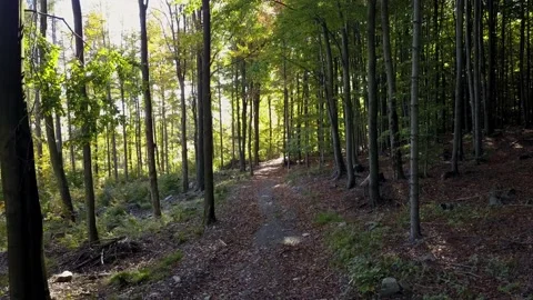 Fly through the mixed forest in autumn at sunset. Stock Footage 218616705