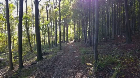 Fly through the mixed forest in autumn at sunset. Stock Footage 218616714