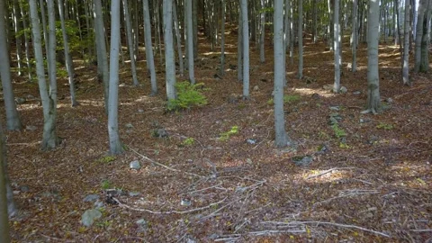Fly through the mixed forest in autumn at sunset. Stock Footage 218617689