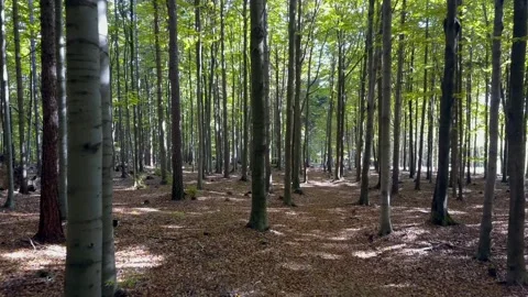 Fly through the mixed forest in autumn at sunset. Stock Footage 218619353