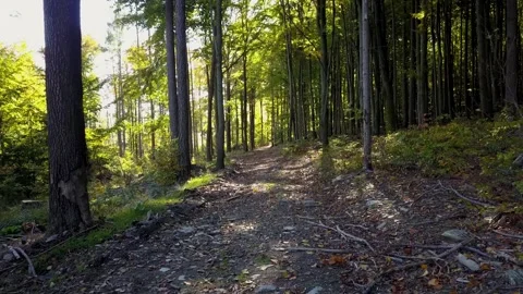 Fly through the mixed forest in autumn at sunset. Stock Footage 218619993