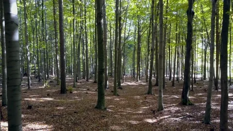 Fly through the mixed forest in autumn at sunset. Stock Footage 218621012