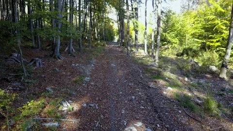 Fly through the mixed forest in autumn at sunset. Stock Footage 218621423