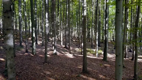 Fly through the mixed forest in autumn at sunset. Stock Footage 218622304