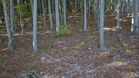 Fly through the mixed forest in autumn at sunset. Stock Footage 218622363