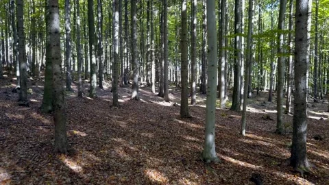 Fly through the mixed forest in autumn at sunset. Stock Footage 218622402